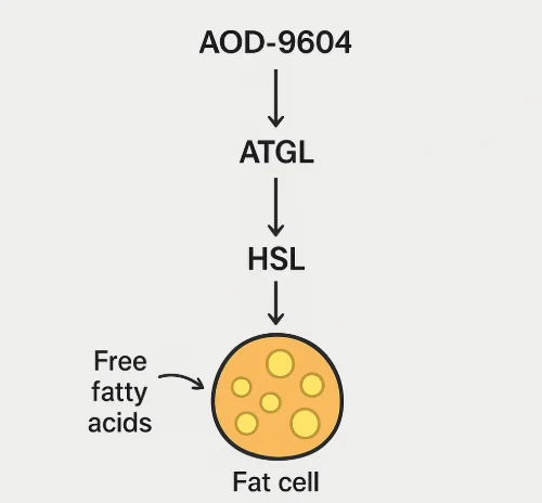 Diagram showing preclinical effects of AOD-9604 on fat metabolism and cartilage.